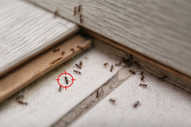 Best Emergency Pest Control  in Mill Creek, WA